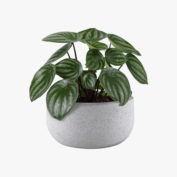 White Round Dotted Planter